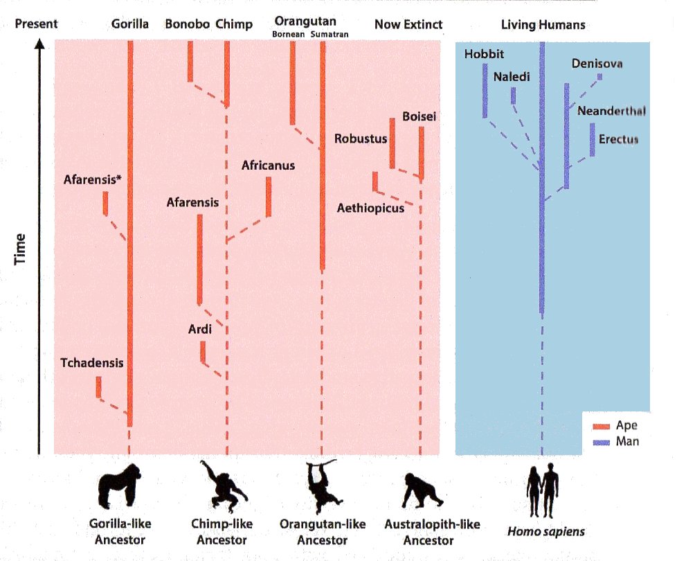 Ape and Man Fossil Chart